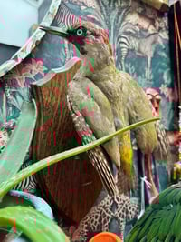 Image 3 of Taxidermy Green Woodexker 
