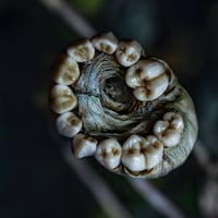 Image 5 of Snull sculpture- part snail/part skull, OOAK
