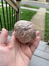 Image 6 of Jasper Brain