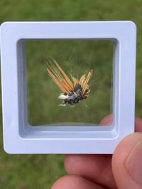 Image 9 of Golden Rutile Star specimen #1817