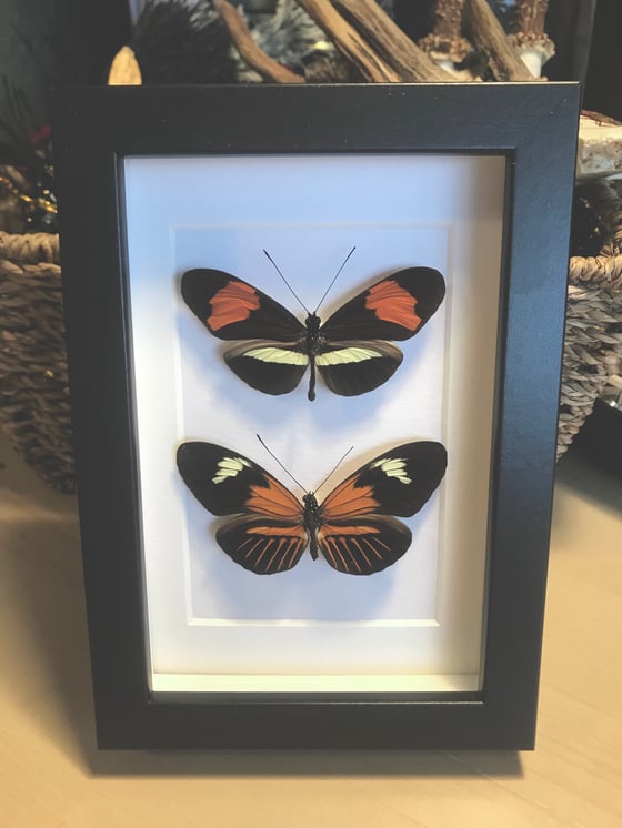 Image of Columbian Butterfly Frame