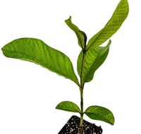Guava 