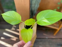 Image 3 of Lemon Lime Pothos in Tall Wooden Vase