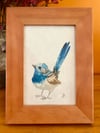 Framed Superb Fairywren Watercolour