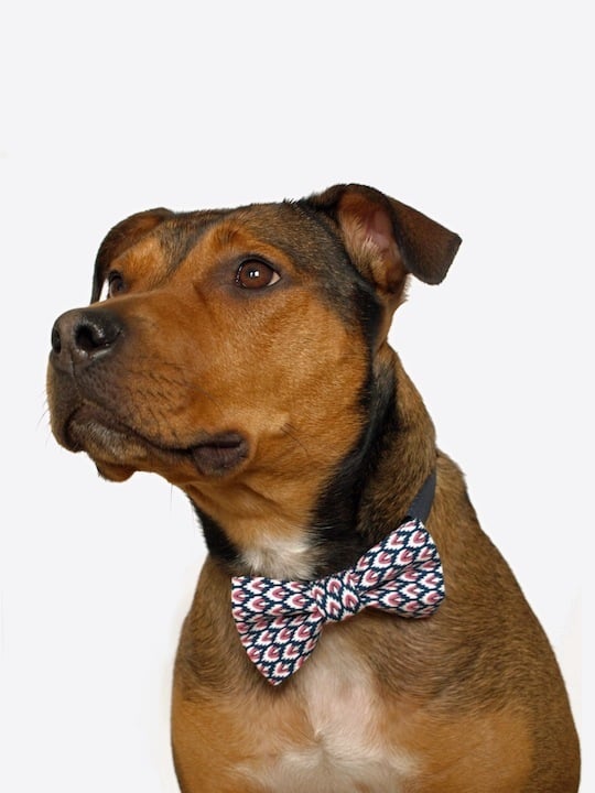 Image of dog bow tie ikat