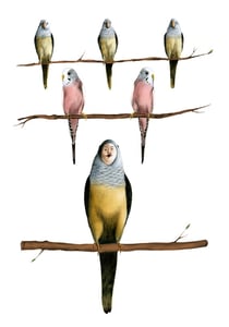 Image of Birds