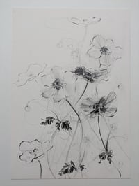 Japanese anemones I
