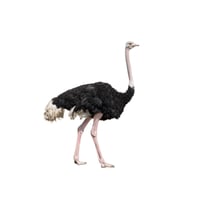 Ostrich