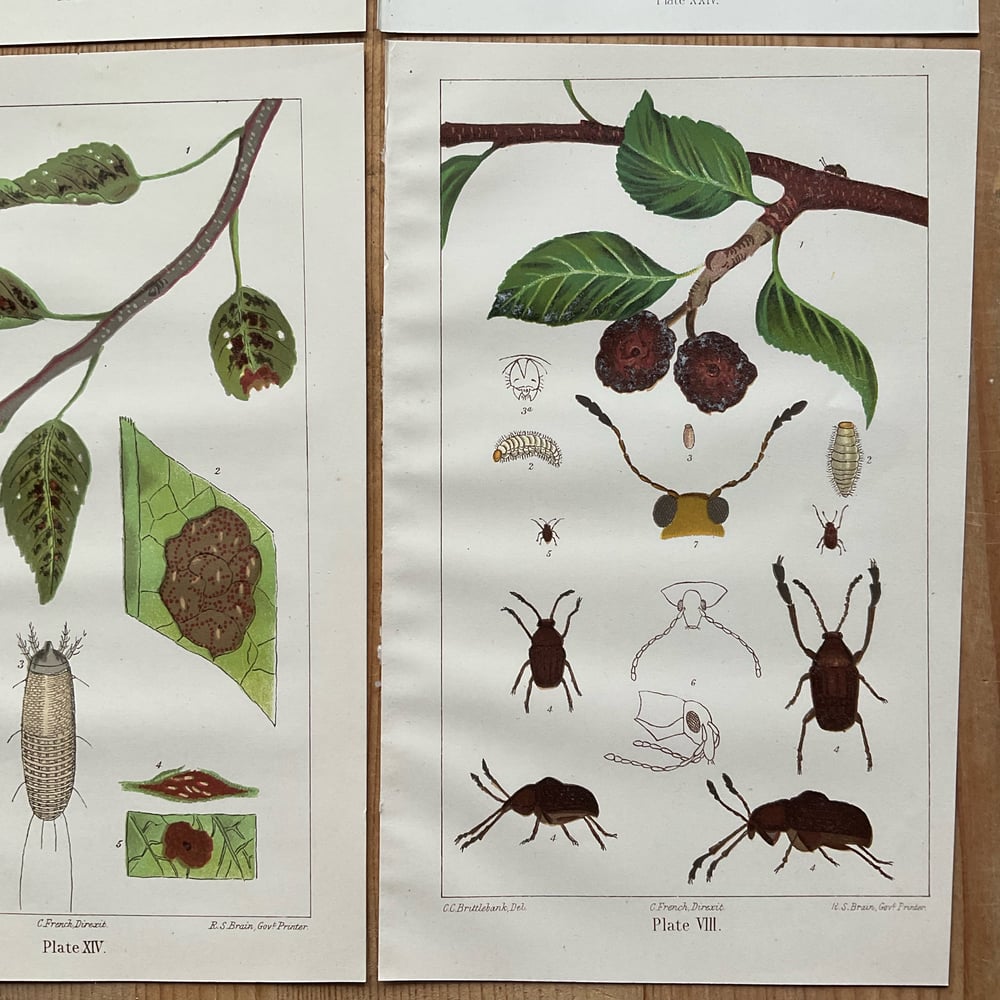 Image of Insects & Plants