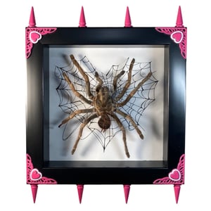 Image of Pink Spiked Spider