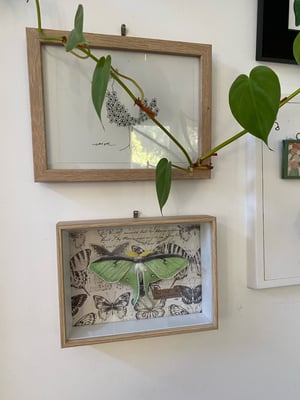Image of Actias Luna Moth framed specimen. Paper taxidermy