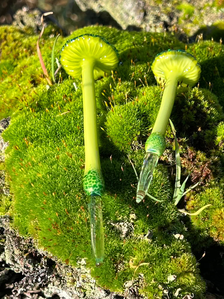 Image of 2 Green Trumpet Mushroom Plant Spikes