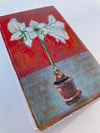 Amaryllis 