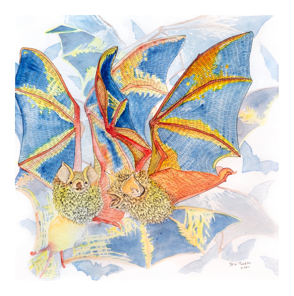Image of Painted Bats