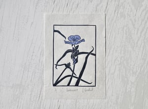 Image of Spiderwort - Limited Edition