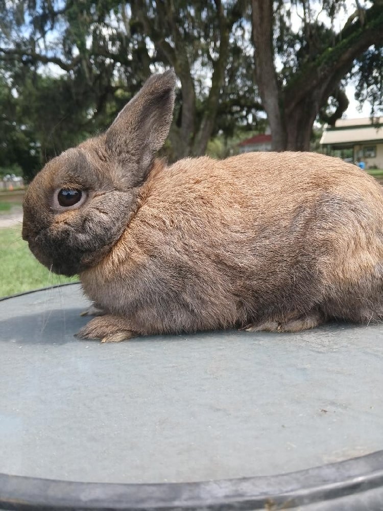 Image of Bean (F) in Orlando