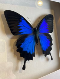 Image 2 of Papilio ulysses