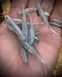 Image 2 of 2” Tracer Shad’s - ZERO TOLERANCE