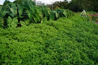 Image 1 of Rose Geranium 