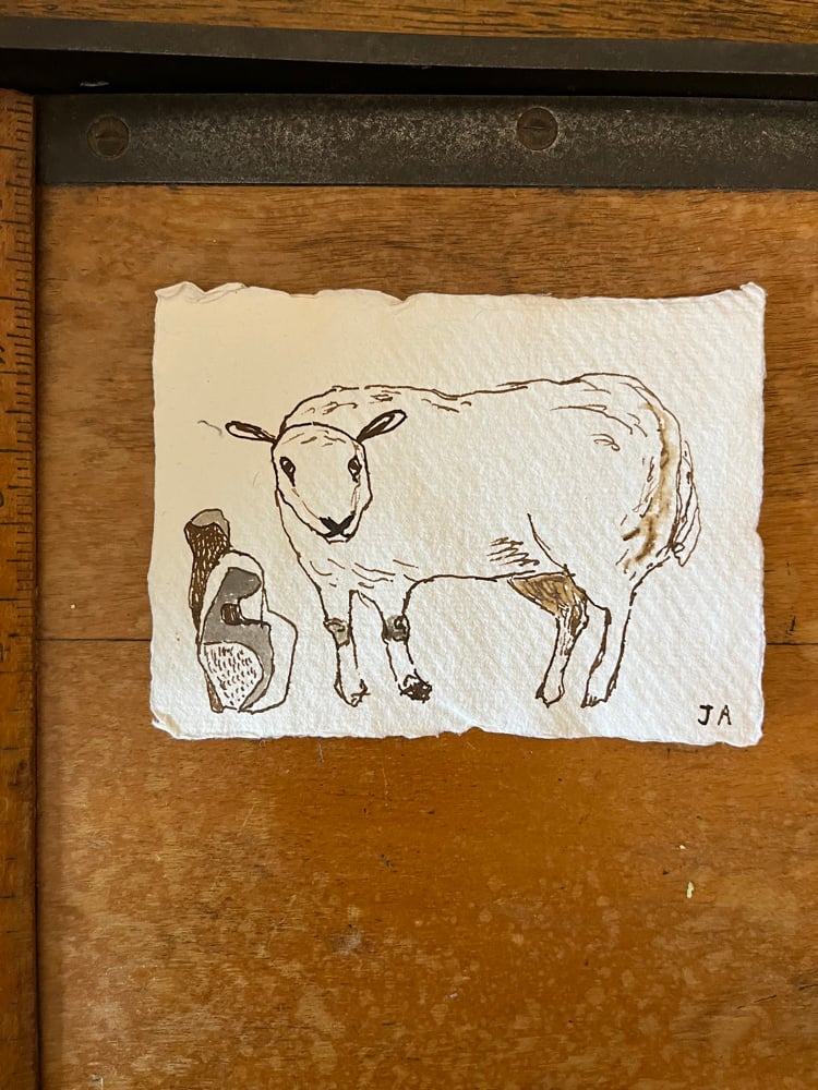 Image of Sheep in a stone field. 