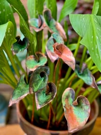 Image 5 of 🧡💚 Queen of Hearts Stems 👑💚