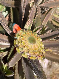 Image 3 of winter cactus bloom
