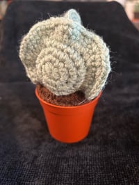Image 2 of Cotyledon Undulata