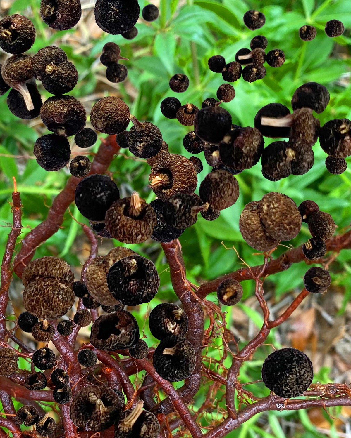 Image of madder seeds