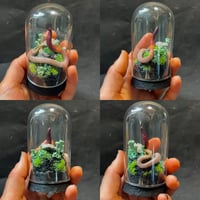 Image 3 of Newest Additions: Worm Dome & Mini Finders Keepers