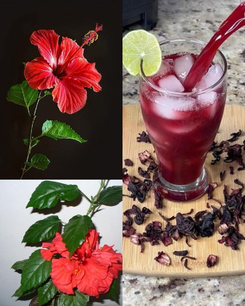 ROSEY RED ROSELLE! Hibiscus Tea-Weight-Circulation-Blood Pressure-Cholesterol-Liver-Mood -Heart
