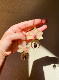 Image 1 of 💛💜Crescent Moon Moth Orchids💜💛