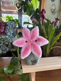 Image 1 of Lily Flower Bud - Pink 3