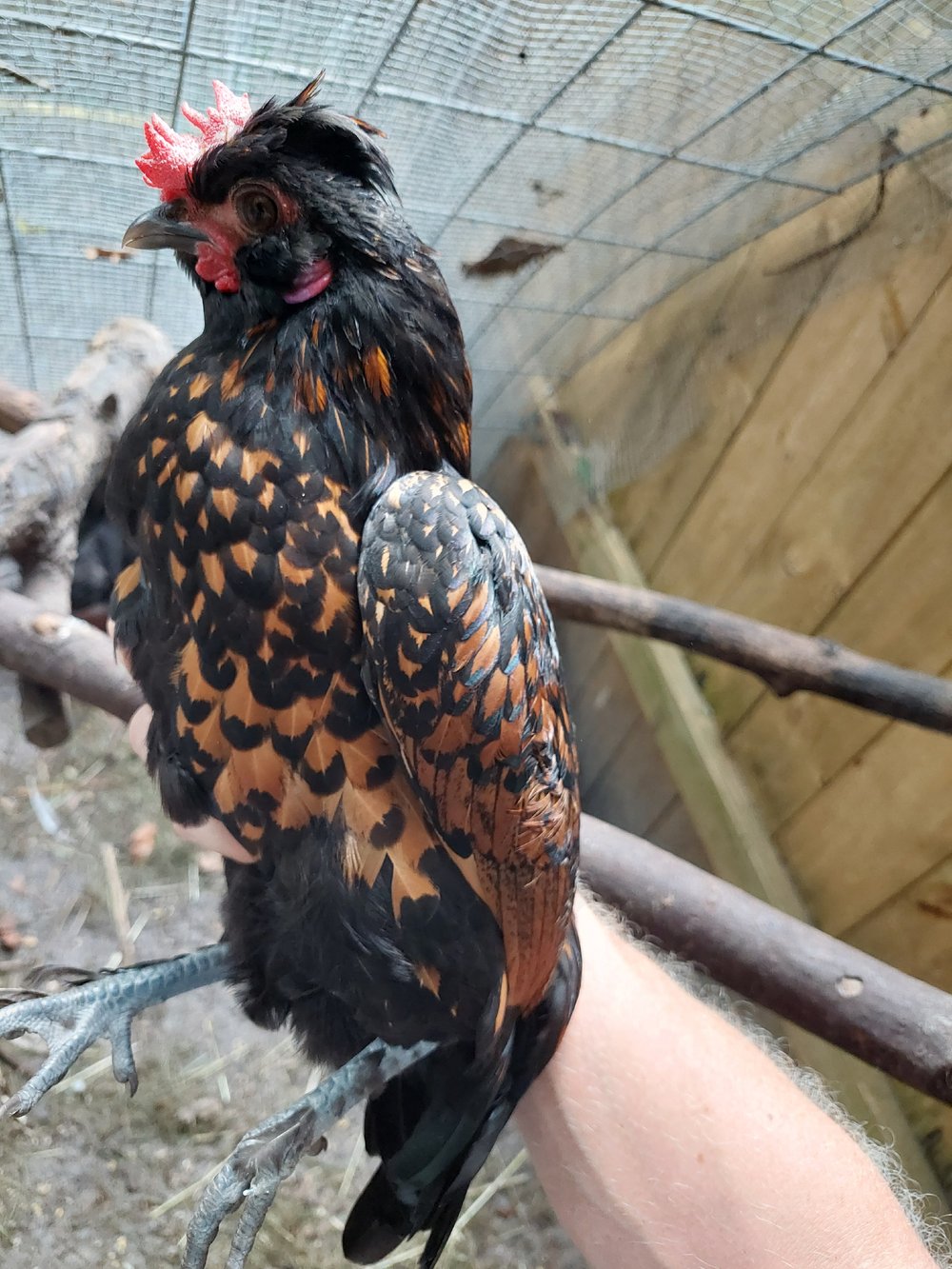 Image of Young Rooster 3