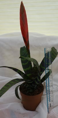 Image 2 of Lutheria splendens