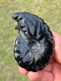 Image 8 of Black Ammonite Fossil With Pyrite #2634