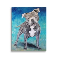 Image 2 of Blue Pitbull