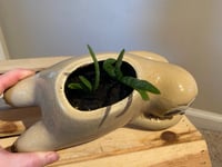 Image 5 of Aloe Vera In Lounging Sloth Pot