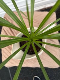 Image 2 of Sabal Cabbage Palm in Large Cream Pitcher