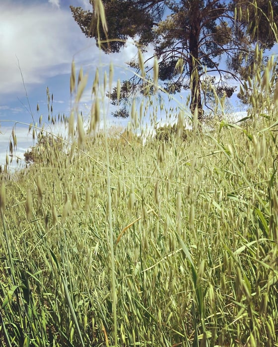 Image of wild oat flower essence 