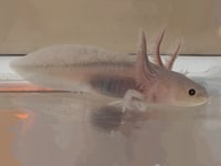 Image 2 of Copper Melanoid Juvenile Axolotl