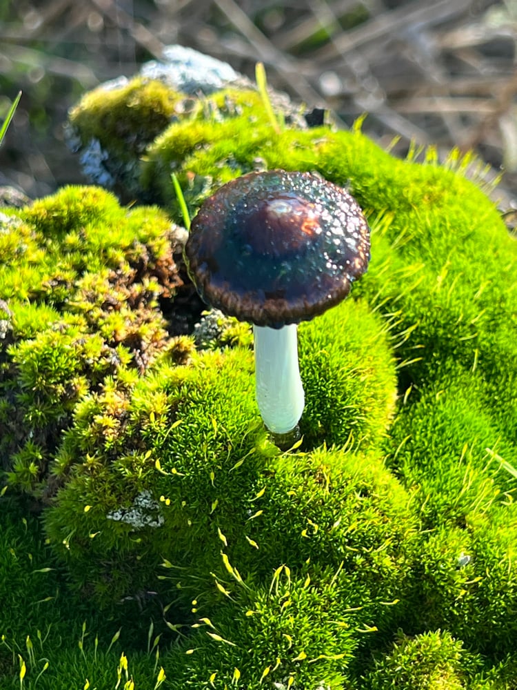 Image of Blue Staining Mushroom Plant Spike 1