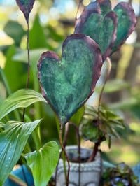 Image 4 of 🩵🌼💚Heart garden 💚🌼🩵