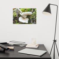 Image 3 of Mushroom Tree Premium Photo Print 