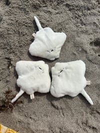 Image 2 of Sting ray babies 