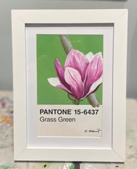 Image 2 of Magnolia Pantone