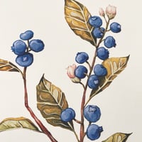 Image 2 of blueberry branch A4