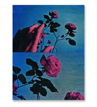 Image 1 of PICK ROSES AT NIGHT XI