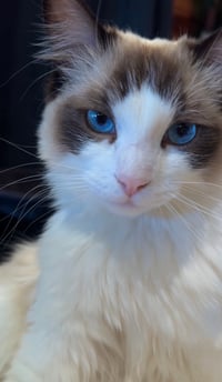 Image 2 of Skatedeck art “Rua Toki”