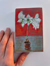 Amaryllis 