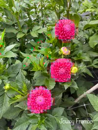 Image 2 of Jowey Frambo Dahlia Tuber